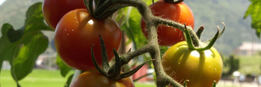 トマトの収穫時期