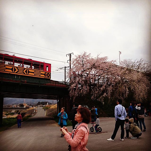 嵯峨野観光鉄道としだれ桜。亀岡は見頃を迎えています。トムソーヤベースの周辺は観光客で賑わってます。#トムソーヤアドベンチャー  #トムソーヤアドベンチャーズ #ラフティング #保津川 #保津峡 #桜 #花見 #トロッコ