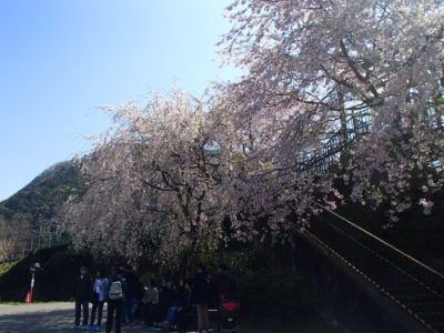 トロッコ駅前の桜